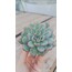 Echeveria apus 5,5 cm saksılı sukulent