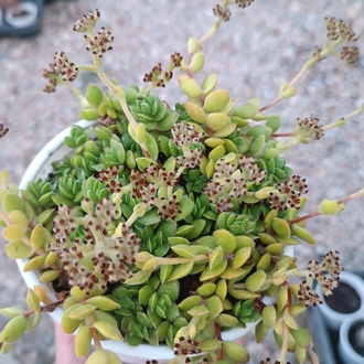 Crassula "David"Pachystemon 12 cm saksılı sukulent