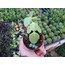 Sedum sieboldi 5,5 cm saksılı sukulent