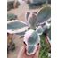 Kalanchoe fedtschenkoi 5,5 cm saksılı sukulent variegata 