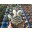 Opuntia microdasys 'Albispina'
5,5 cm saksılı kaktüs