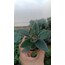 Kalanchoe tomentosa 5,5 cm saksılı sukulent