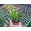 Crassula ovata gollum