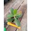 Para Çiçeği 5,5cm saksılı sukulent Crassula ovata (Hummel sunset)