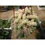 Sedum burrito 5,5 cm saksılı sukulent