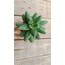 Pachyphytum compactum
5,5 cm saksılı sukulent
