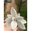 Kalanchoe tomentosa 5,5 cm saksılı sukulent