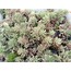 Pembe Sedum 9 cm saksılı sukulent (Sedum rubrotinctum)