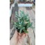 Curio repens crassulifolius 5,5 cm saksılı sukulent
