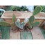 Opuntia 3 lü mini set 5,5 cm saksılı kaktüs