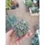 Echeveria arze 5,5cm saksılı sukulent