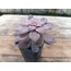Graptopetalum superbum 9 cm saksılı sukulent 