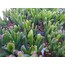 Crassula ovata gollum