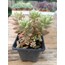 Pembe Sedum 9 cm saksılı sukulent (Sedum rubrotinctum)
