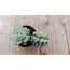 Echeveria prolificia 5,5 cm saksılı sukulent