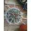 Ferocactus peninsulae 9cm saksılı kaktüs