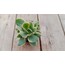 Crassula platyphylla variegata 5,5 cm saksılı sukulent