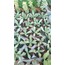 Faucaria 5,5 cm saksılı sukulent 