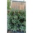 Curio repens crassulifolius 5,5 cm saksılı sukulent