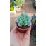 Sedum clavatum 5,5 cm saksılı sukulent
