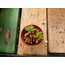 Sedum Rubrotinctum 5,5 cm saksılı sukulent