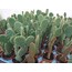 Opuntia microdasys
5,5 cm saksılı kaktüs