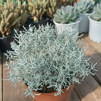 Gümüş Çalısı Calocephalus brownii 11cm saksılı bitki