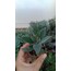 Kalanchoe tomentosa 5,5 cm saksılı sukulent