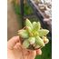 Pachyphytum compactum
5,5 cm saksılı sukulent