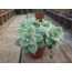 Graptopetalum bernalense
5,5 cm saksılı sukulent