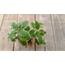 Plectranthus Madagascarlensis 5,5 cm saksılı sukulent