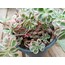 Sedum makinoi 'variegata' 9 cm saksılı sukulent
