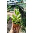Cotyledon tomentosa 5,5 cm saksılı sukulent (Ayı pençesi)