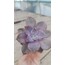 Graptopetalum purple delight 5,5 cm saksılı sukulent