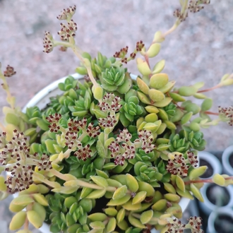 Crassula "David"Pachystemon 12 cm saksılı sukulent