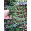 Crassula lycopodioides purpusii
5,5 cm saksılı sukulent