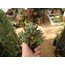 Sedum pachyphyllum
5,5 cm saksılı sukulent