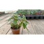 Plectranthus Madagascarlensis 5,5 cm saksılı sukulent