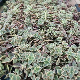 Crassula Marginalis Variegata 5,5cm saksılı sukulent
