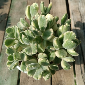 Cotyledon tomentosa variegata 12cm saksılı sukulent