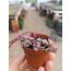 Alacalı Sedum 5,5cm saksılı sukulent sedum makinoi variegata