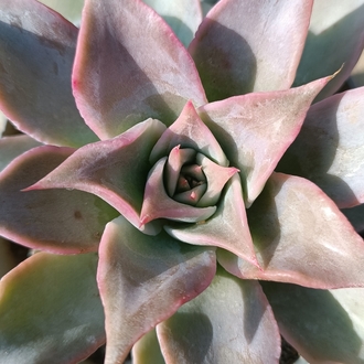 Echeveria madiba 12 cm saksılı sukulent