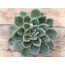 Echeveria apus 9 cm saksılı sukulent 
