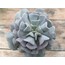 Echeveria cubic frost 9 cm saksılı sukulent 