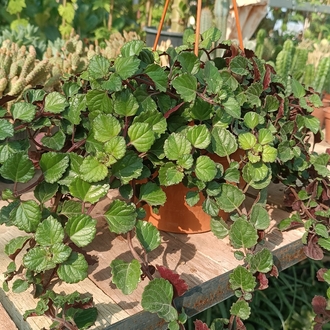 Parlak Mustafa Plectranthus verticilatus Askılı saksıda 