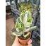 Para Çiçeği Crassula ovata variegata 5*5cm saksılı sukulent 