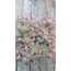 Aeonium leucoblepharum 5,5 cm saksılı sukulent