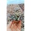 Graptopetalum mendozae 5,5 cm saksılı sukulent 