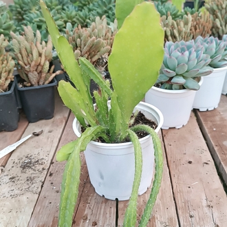 Atlas Çiçeği Epiphyllum (Nar çiçeği) 13cm saksılı kaktüs