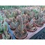 Opuntia rufida minima
5,5 cm saksılı kaktüs